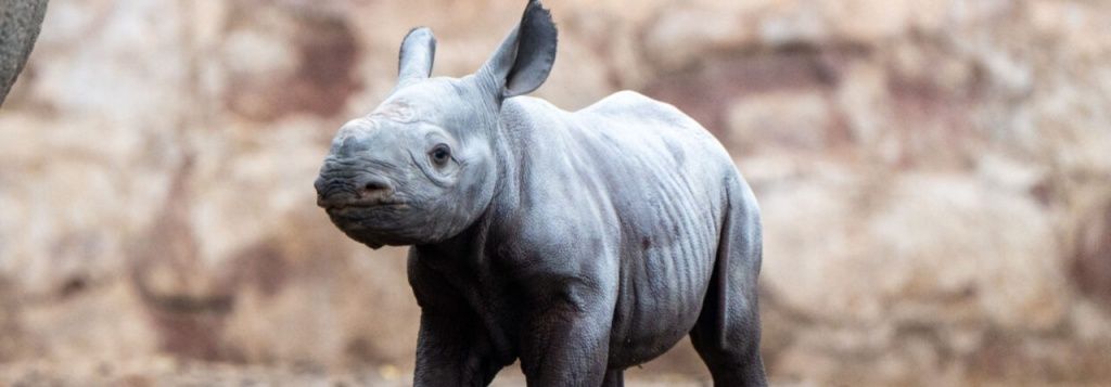 В зоопарке Англии родилось одно из самых редких млекопитающих — черный носорог