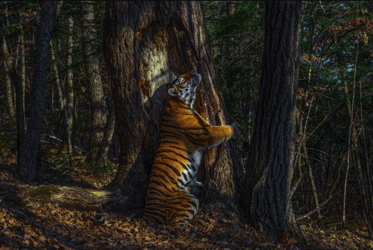 Тигры в дикой природе. Сергей горшков Амурский тигр объятия. Wildlife photographer of the year 2020 Сергей горшков. Сергей горшков фотограф тигр. Сергей горшков фотограф дикой природы.