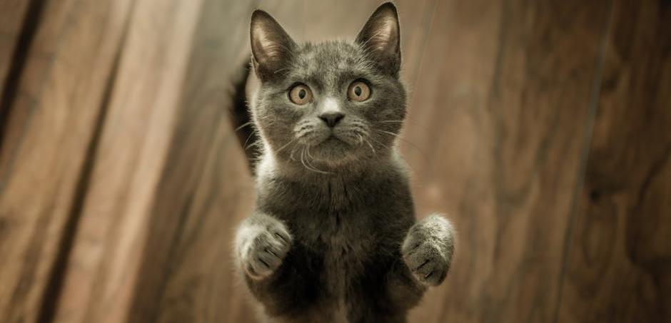 Тюменские владельцы котиков могут поучаствовать в конкурсе TMNcats Тюменские владельцы котиков могут поучаствовать в конкурсе TMNcats