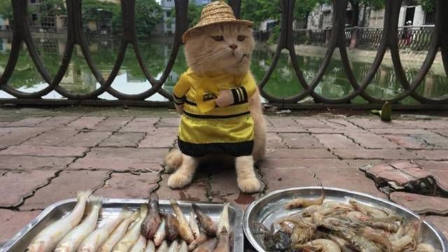 Кот стал самым очаровательным продавцом во Вьетнаме