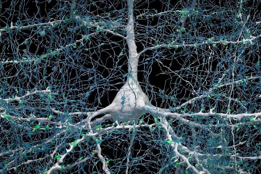 Ученые создали 3D-схему нейронных связей мозга